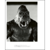 Книга на английском языке "Fabulous Faces of Classic Hollywood", Robert Dance, Simon Crocker - 7