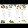 Книга на английском языке "Remarkable plants", Helen Bynum, William Bynum - 3