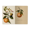 Тетрадь "Flora. Paradise. Oranges", A5, 40 листов, клетка, софт, зеленый, оранжевый - 3