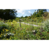 Книга на английском языке "Where the Wildness Pleases. The English Garden Celebrated", Holmes C. - 5