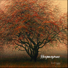 Чехол для карт "Дичка", Валерий Шкарубо, натуральная кожа, разноцветный