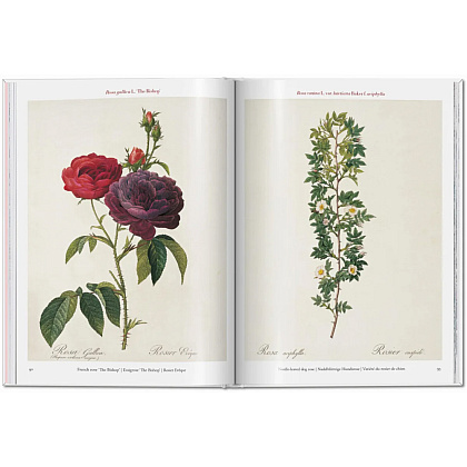 Книга на английском языке "Roses", Redoute Pierre-Joseph - 2