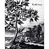 Книга "Большая книга кофе", Стивенсон Т. - 7