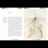 Книга на английском языке "Remarkable plants", Helen Bynum, William Bynum - 6