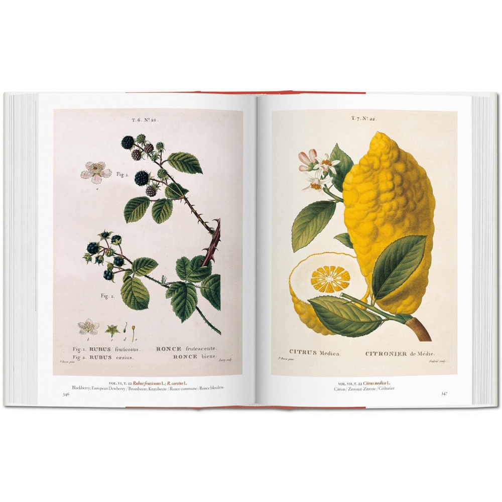 Книга на английском языке "A Garden Eden. Masterpieces of Botanical Illustration", Lack H. W. - 4